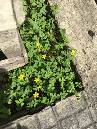 High angle view of flowering plants by wall