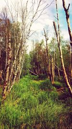 Scenic view of forest against sky