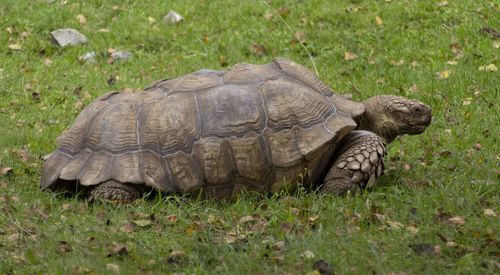 Side view of a turtle on field