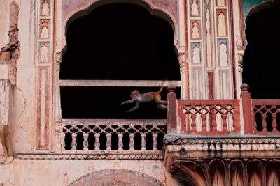 Monkey jumping past historic building window