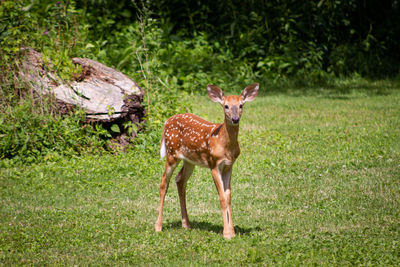 Portrait of deer standing on field