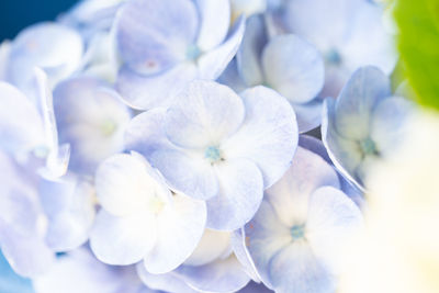 Close-up of white hydrangea flowers