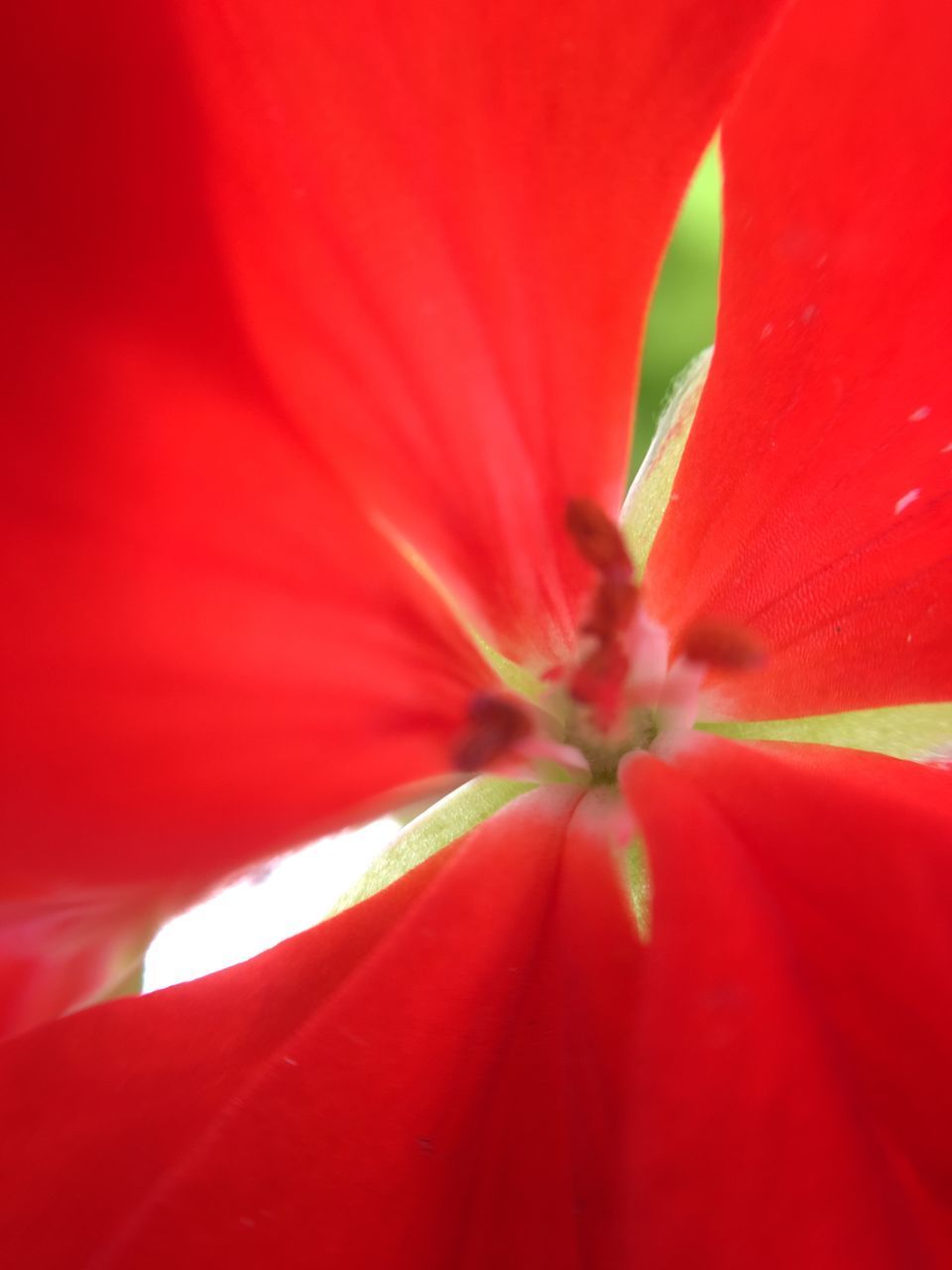 FULL FRAME SHOT OF RED ROSE