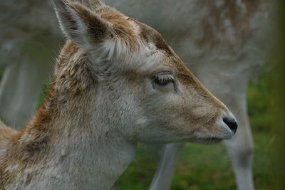 Portrait of a deer