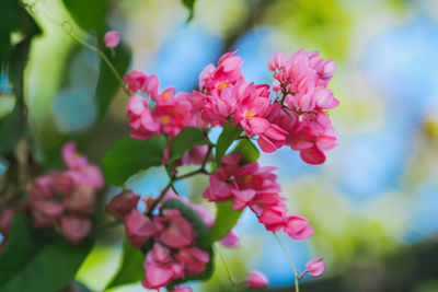 Close-up of pink flowering plants