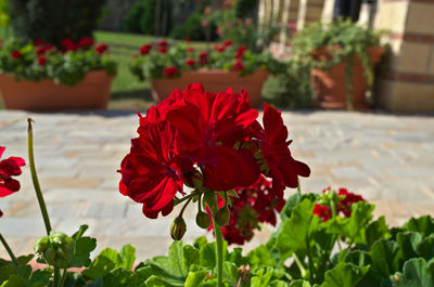 Close-up of red poppy blooming outdoors