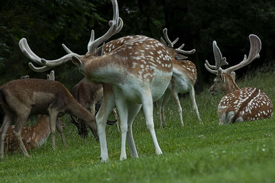 Deer in a field