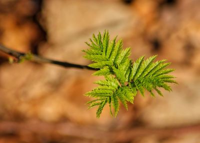 Close-up of leaves growing outdoors