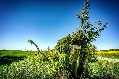 Plants growing on field against clear blue sky