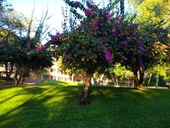 Trees in park