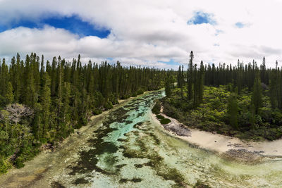 Panoramic view of pine trees in forest against sky