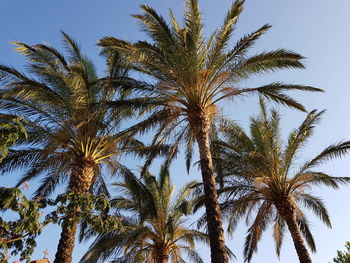 Low angle view of palm trees against clear sky