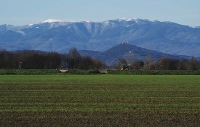 Scenic view of agricultural field against mountains