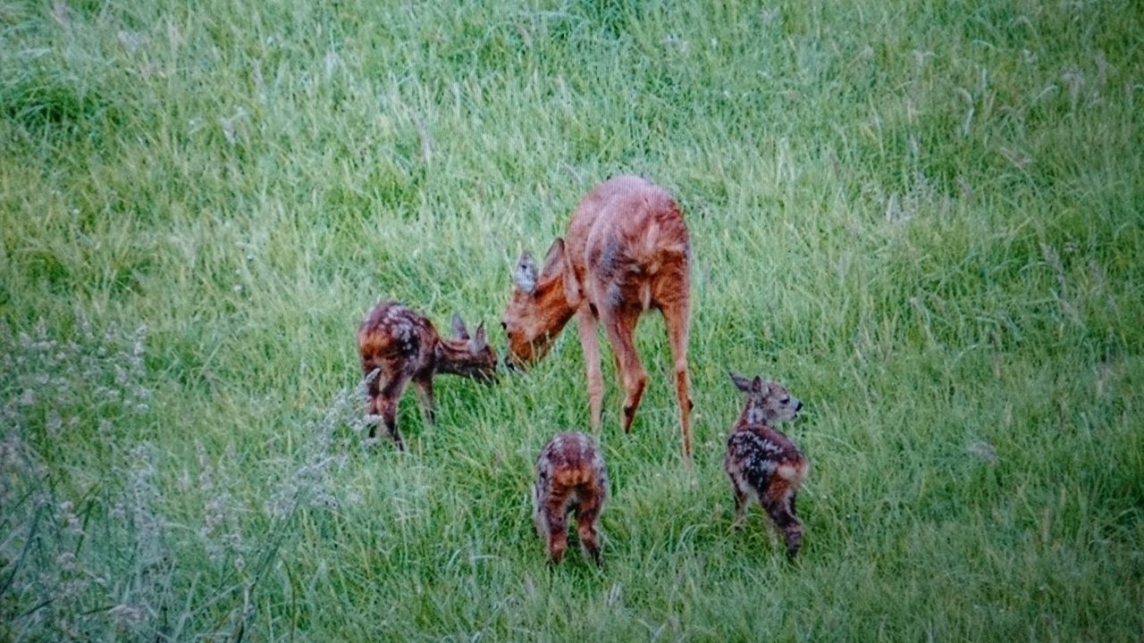 animal themes, grass, animals in the wild, field, grassy, wildlife, one animal, nature, green color, two animals, mammal, full length, domestic animals, growth, bird, day, livestock, plant, outdoors, side view