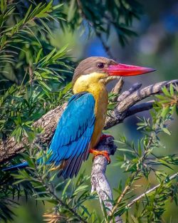 Close-up of bird perching on branch