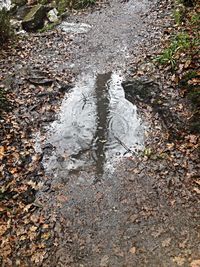 Reflection of trees in puddle