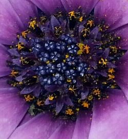 Close-up of purple flowers