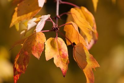 Close-up of maple leaves on plant