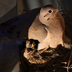 Close-up of bird