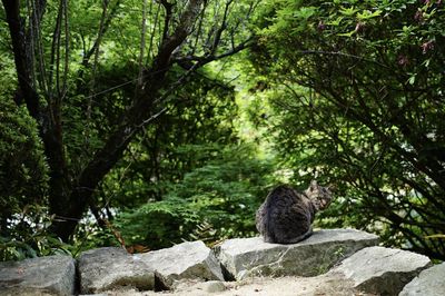 View of an animal on rock