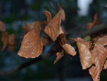 Close-up of maple leaves during autumn