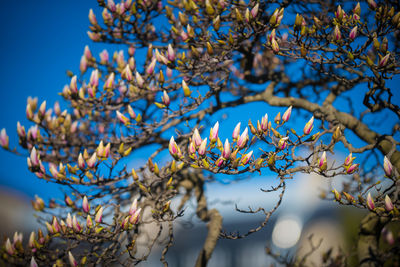 Low angle view of flowering plant against blue sky