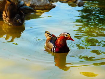 Bird in water