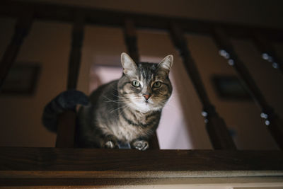 Portrait of tabby cat by railing