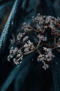 Close-up of frozen plant