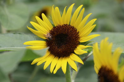 Close-up of honey bee on sunflower