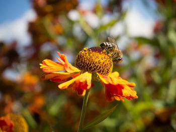 Close-up of bee on yellow flower