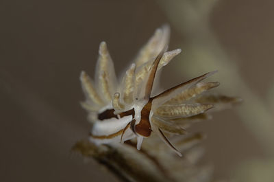 Close-up of white rose flower