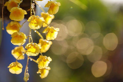 Close-up of yellow flowering plant