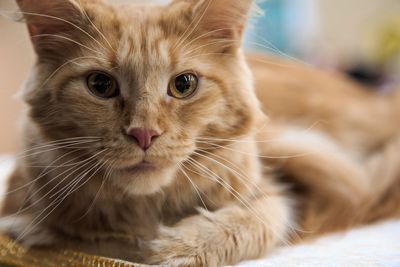 Close-up portrait of a cat