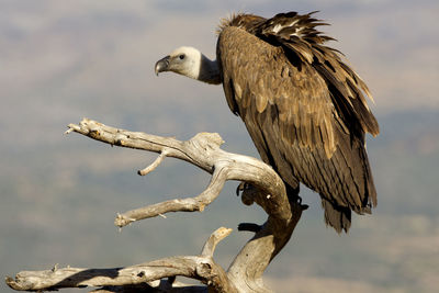 Bird perching on a tree