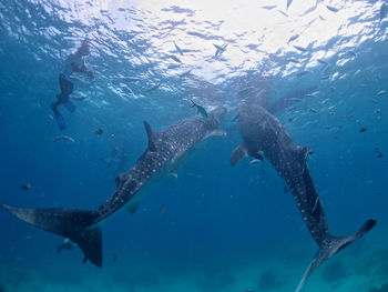 Fish swimming in sea