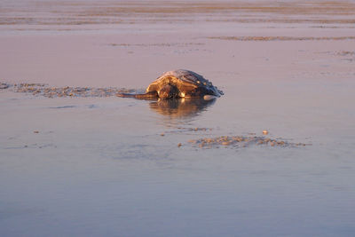 Turtle swimming in sea