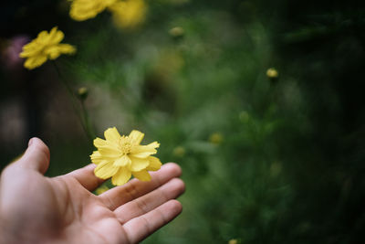 Close-up of hand holding yellow flowering plant