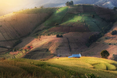 Scenic view of agricultural field