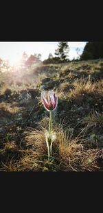 Close-up of flowering plants on field