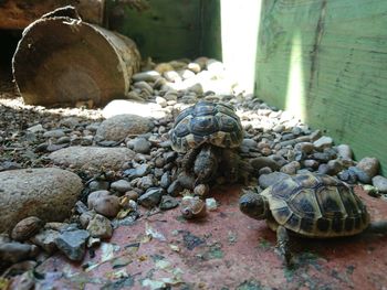 Close-up of tortoise