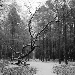 Bare trees in forest