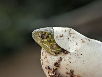 Close-up of frog