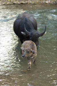 Animals walking through shallow water