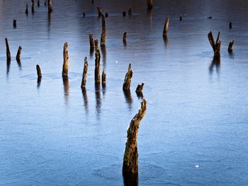 High angle view of birds in lake