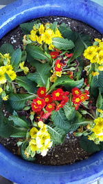 Close-up of colorful flowers