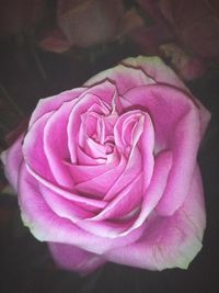 Close-up of pink rose