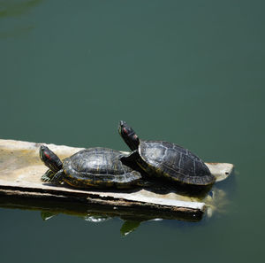 Close-up of tortoise on lake