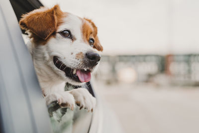 Close-up of dog looking away