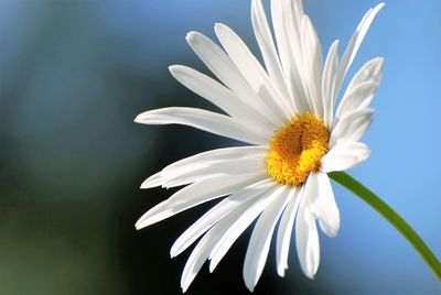 Close-up of white daisy